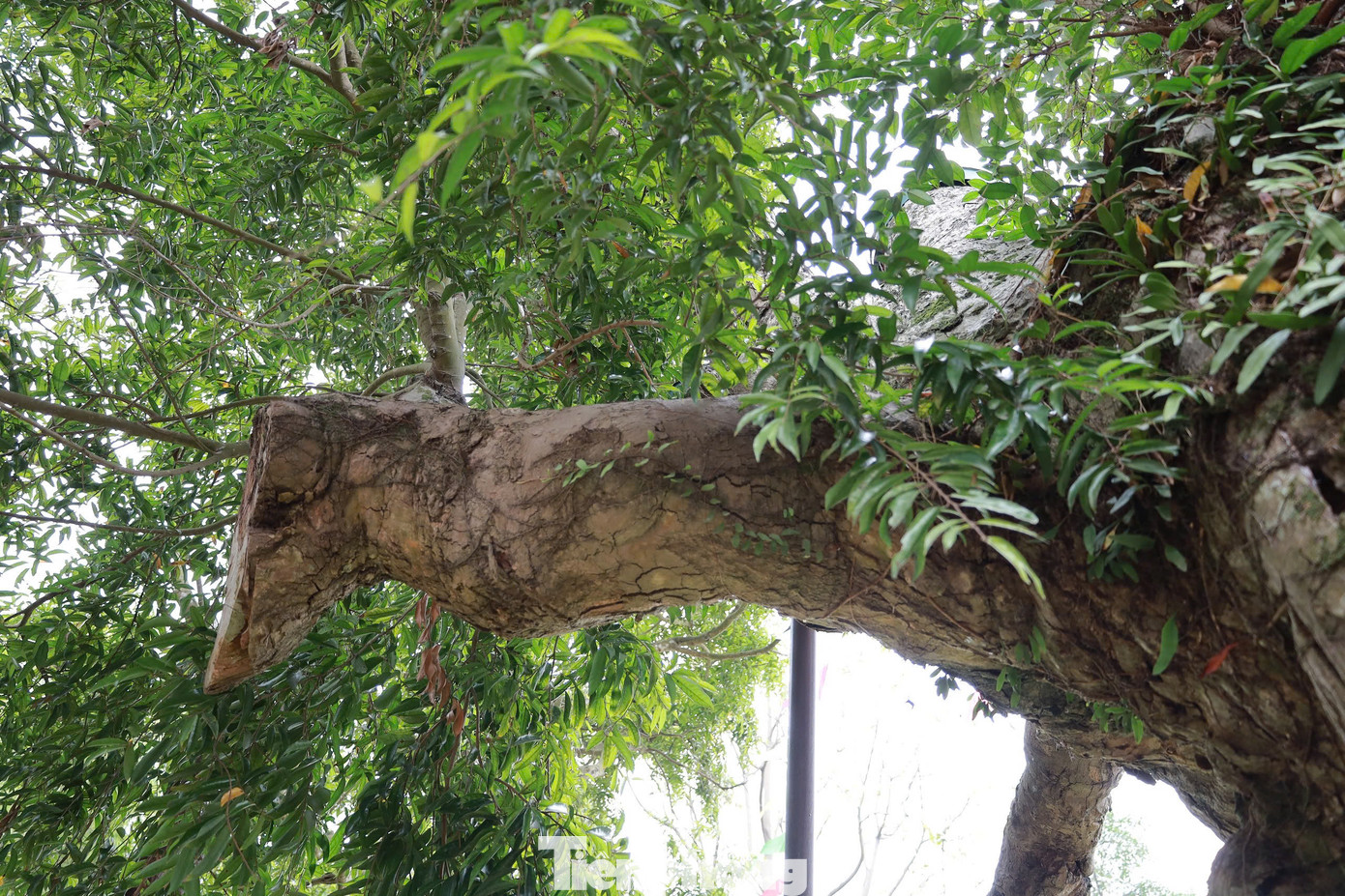 Năm 2014, “sức khỏe” cây táu bạc suy yếu nghiêm trọng. Thân cây lão hóa, bị mối xông mục ruỗng, thiếu chất dinh dưỡng, nhiều cành bị khô và chết dần. “Khi sức khỏe cụ yếu, cả dân làng lo lắng, tìm cách chữa trị, mời các nhà khoa học, chuyên gia đến thẩm định, tìm hướng khắc phục, cứu cây”, ông Ninh nói.