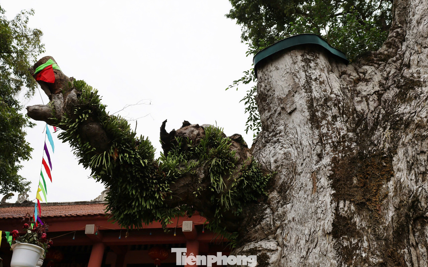 Theo ông Khánh, cây táu bạc là một trong những cây cổ thụ lâu năm nhất được phát hiện tại Việt Nam. Năm 2012, cây táu được công nhận là cây di sản Việt Nam.