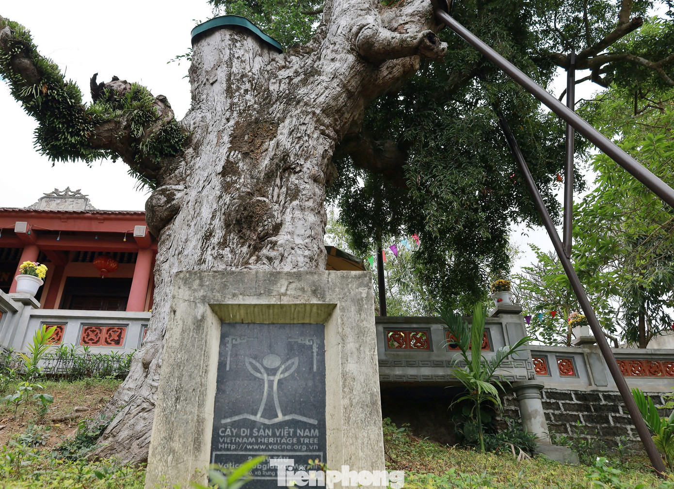 Cây táu bạc tọa lạc tại đền Thiên Cổ, mỗi năm cây ra hoa màu trắng nên người dân nơi đây gọi cây táu bạc. Cây táu có chiều cao 25m, chu vi gốc cây là 6,1m, đường kính tán cây rộng tới 27m.