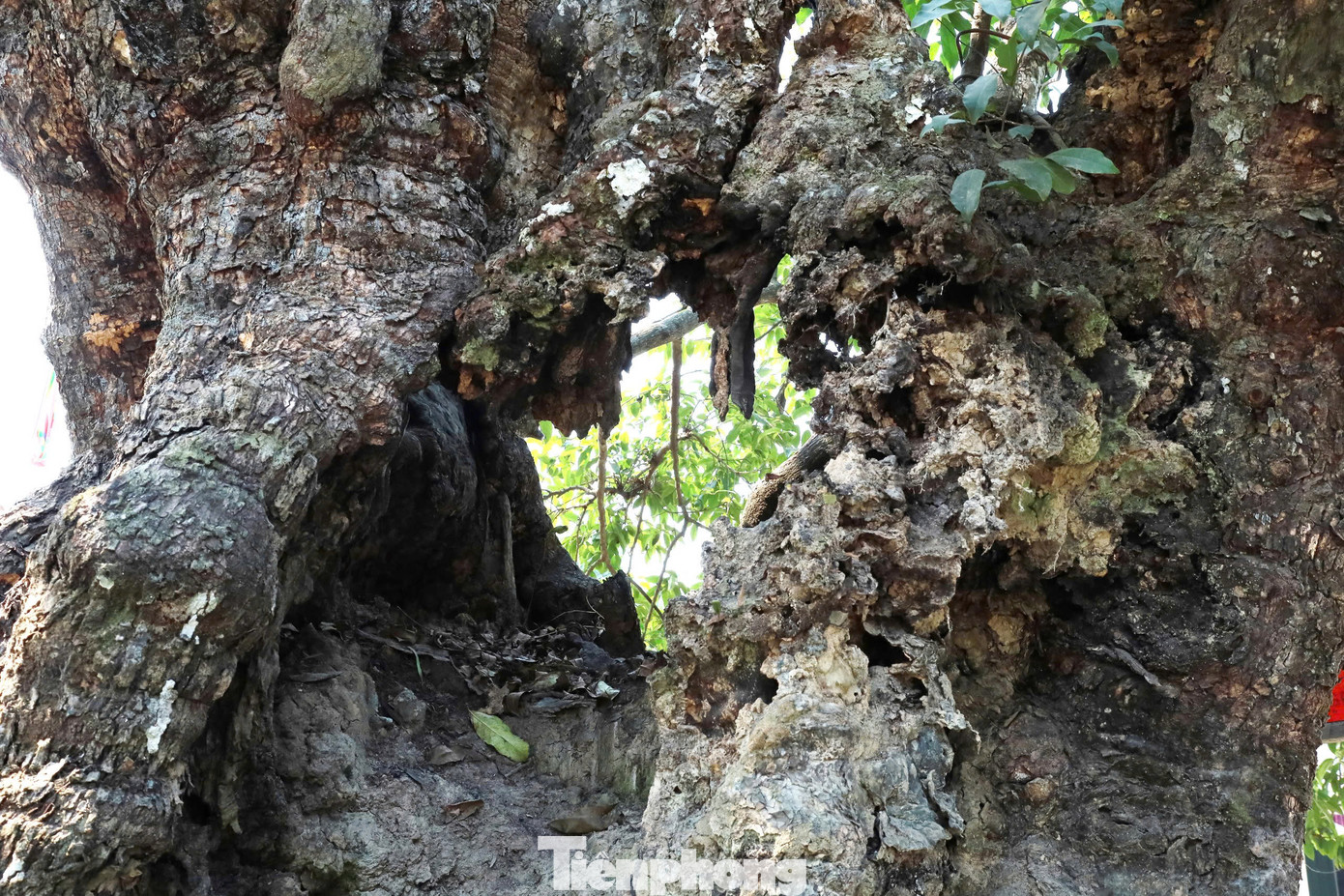 Gốc thị cứ bạnh ra xù xì, khỏe khoắn, thân cây vẫn bền, cành lá trổ lộc xanh tươi, vươn xa, trùm bóng mát lên miếu thờ Đức Thánh Tản Viên. Ngắm nhìn “cụ” thị từ gốc đến ngọn tràn đầy sức sống, năm nào cũng đơm hoa, kết trái.