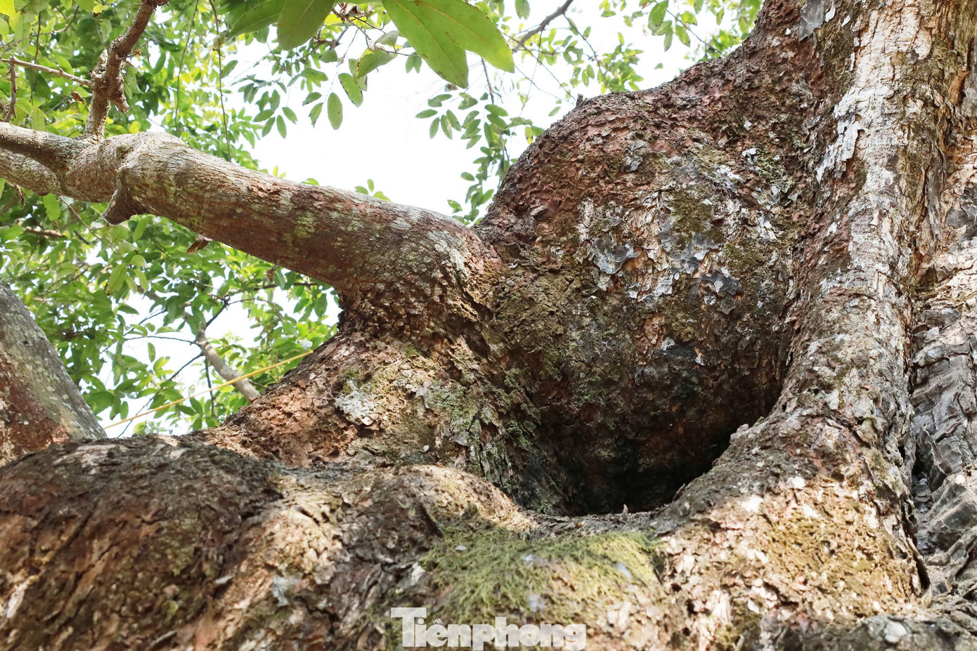 “Cụ” thị đã sống hơn nghìn năm tuổi, nhưng đều đặn hàng năm cho hoa trái, tỏa hương thơm ngát trên vùng đất thiêng. Tính từ gốc thị lên cao khoảng 1m có một hốc rỗng. Đường kính hốc rộng nửa mét, dài hơn mét nằm sâu trong thân cây.