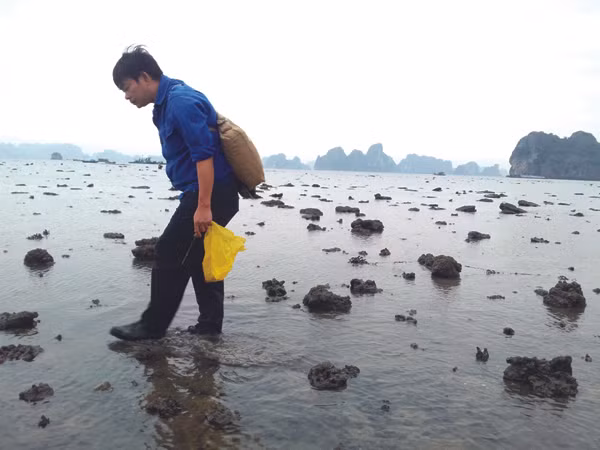 Khi vịnh cạn trơ đáy, cuộc mưu sinh bắt đầu. Khi vịnh cạn trơ đáy, cuộc mưu sinh bắt đầu