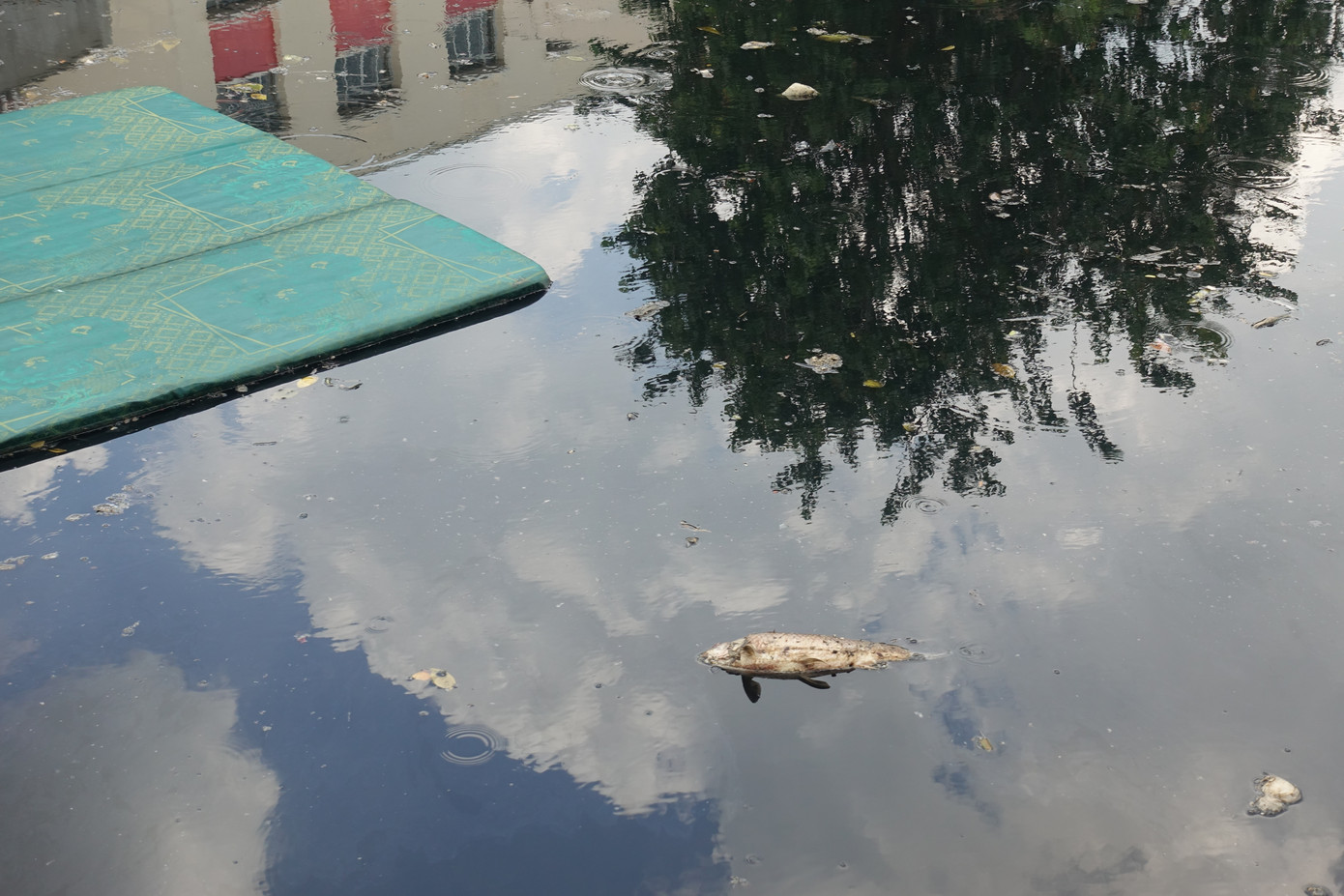 Xác cá chết trôi lềnh bềnh trên dòng kênh nước đen kịt. Xác cá chết trôi lềnh bềnh trên dòng kênh nước đen kịt.