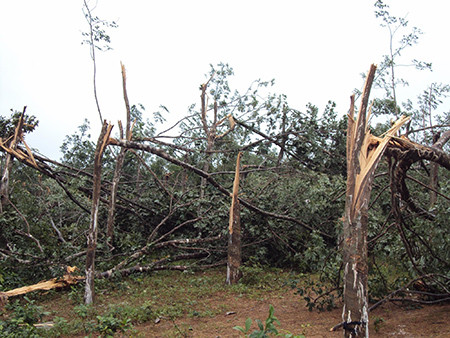  Hàng trăm hécta caosu ở ven biển Vĩnh Linh bị tàn sát trong 3 phút của một cơn lốc. Ảnh: L.A - Lâm Chí Công. 