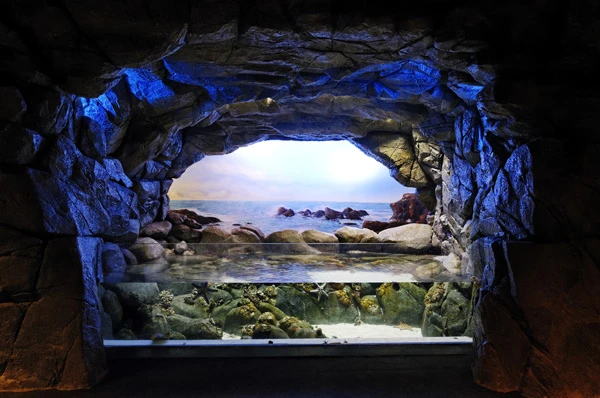 Những bãi biển, hồ cạn hoặc đá tảng được trang trí bắt mắt