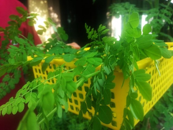 Dân phố săn lùng loại rau lạ tự diệt sâu, bổ hơn thuốc ảnh 2