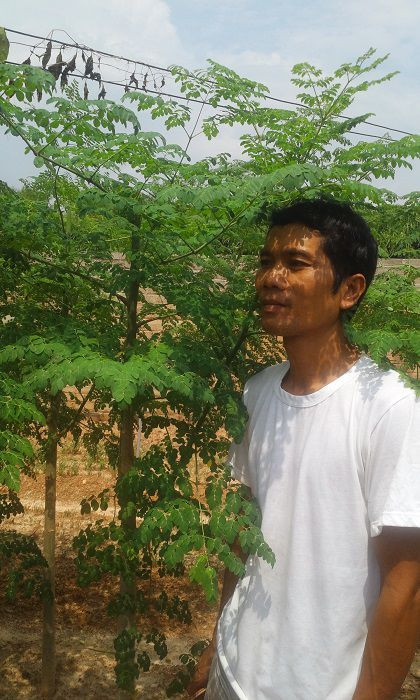 Dân phố săn lùng loại rau lạ tự diệt sâu, bổ hơn thuốc ảnh 1