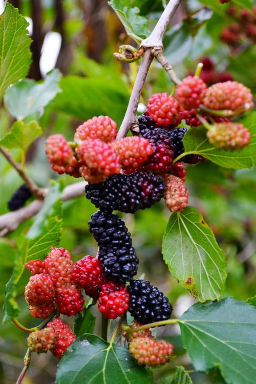 Dâu tằm có nhiều lợi ích cho sức khỏe