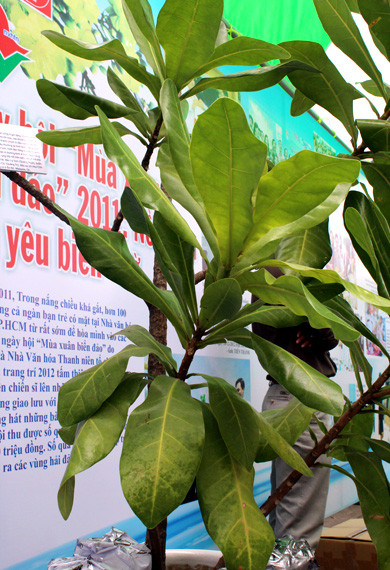 Cây bàng vuông ở Trường Sa được các chiến sĩ vùng 4 gửi tặng chương trình Góp đá xây Trường Sa. Cây bàng sẽ được trồng tại Nhà văn hóa thanh niên TP HCM để nhắc các bạn trẻ nhớ đến các chiến sĩ nơi đầu sóng ngọn gió của tổ quốc. Cây bàng vuông ở Trường Sa được các chiến sĩ vùng 4 gửi tặng chương trình Góp đá xây Trường Sa. Cây bàng sẽ được trồng tại Nhà văn hóa thanh niên TP HCM để nhắc các bạn trẻ nhớ đến các chiến sĩ nơi đầu sóng ngọn gió của tổ quốc