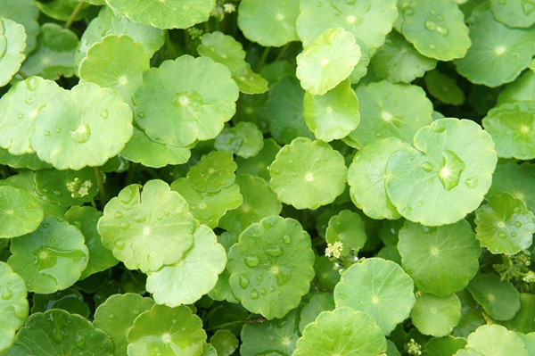 8 siêu thực phẩm detox gan hiệu quả ảnh 2