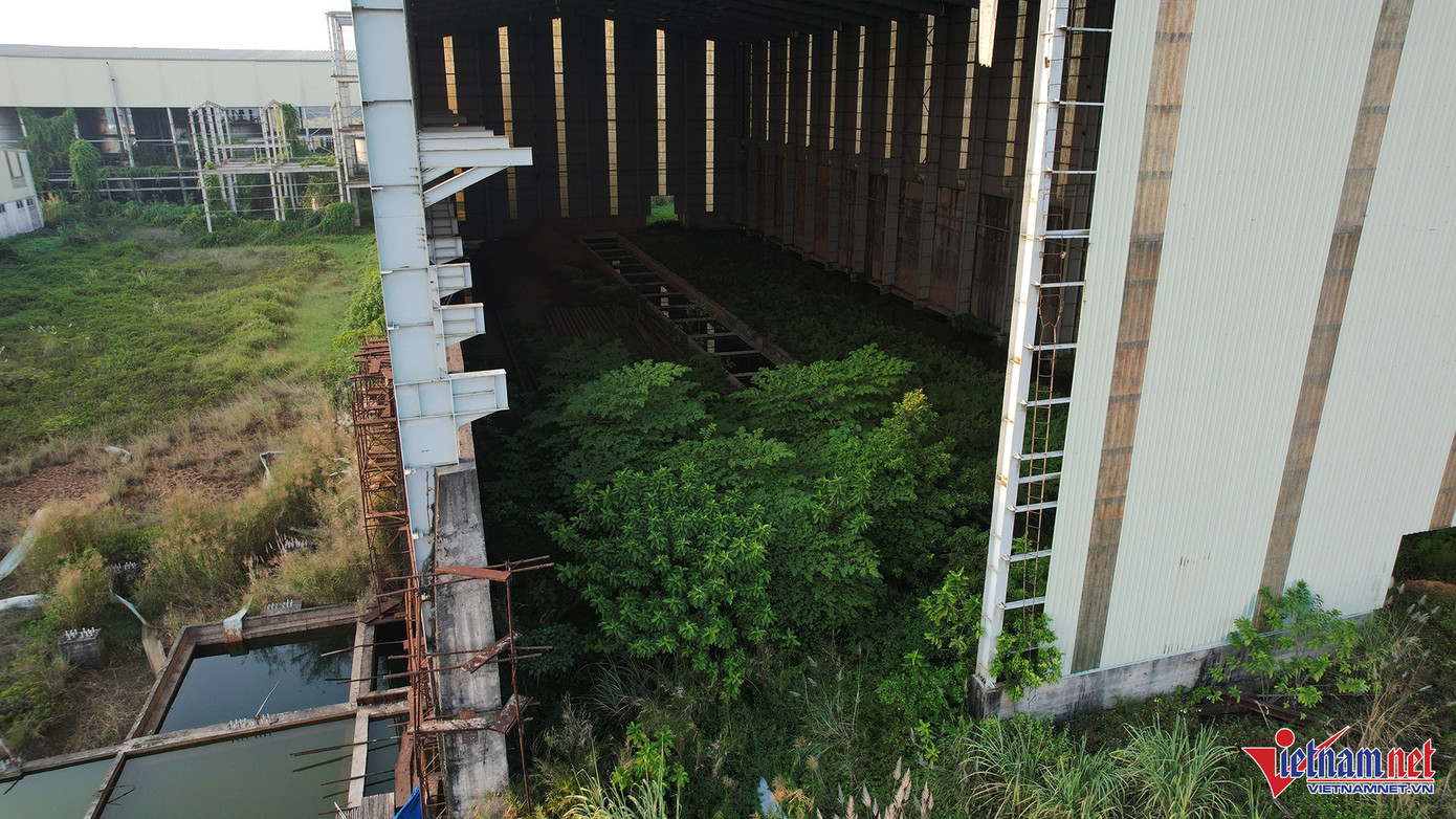 Cây, cỏ dại mọc um tùm trong một nhà xưởng xây dựng dở dang. Ảnh: Đức Hoàng.