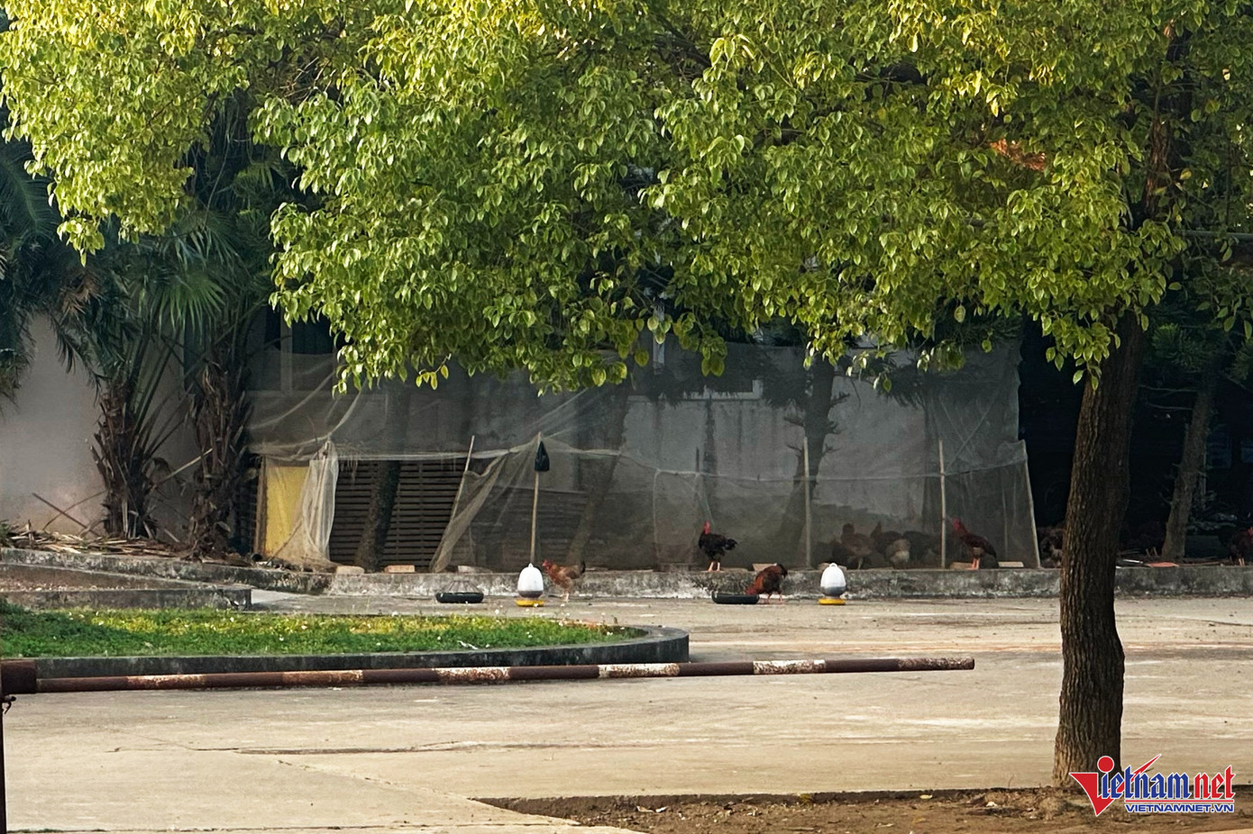 Phía trong sân được người dân dùng nuôi gà. Ảnh: Đức Hoàng.