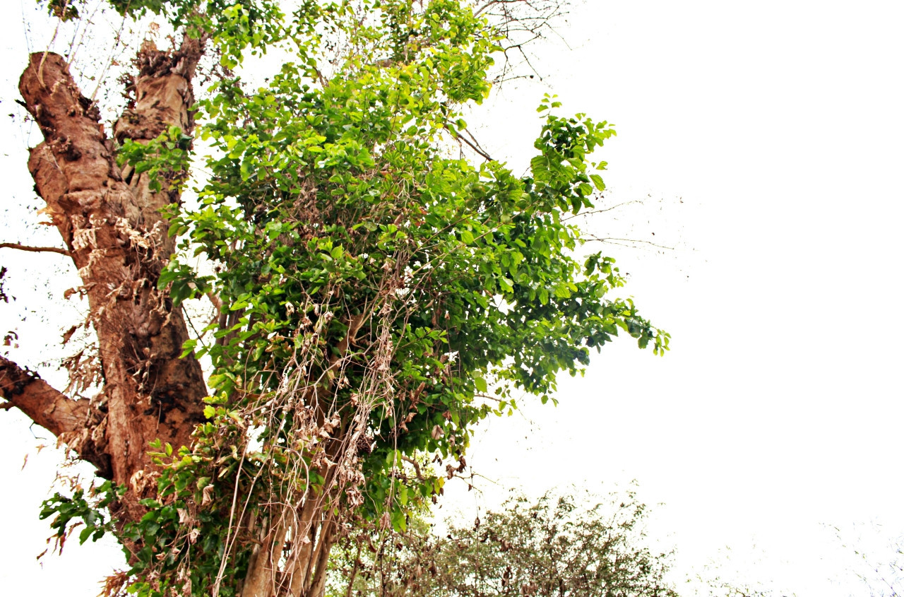 Rất may thân nhỏ bên cạnh thân cây chính bị cháy còn nguyên vẹn và tươi tốt. Rất may thân nhỏ bên cạnh thân cây chính bị cháy còn nguyên vẹn và tươi tốt.