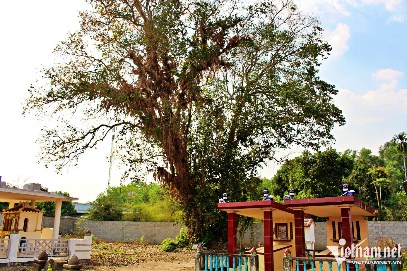 Cây củ chi đại thụ hiếm hoi trong khuôn viên nhà mồ ông Nguyễn Tấn Tới trước đây. Cây củ chi đại thụ hiếm hoi trong khuôn viên nhà mồ ông Nguyễn Tấn Tới trước đây.