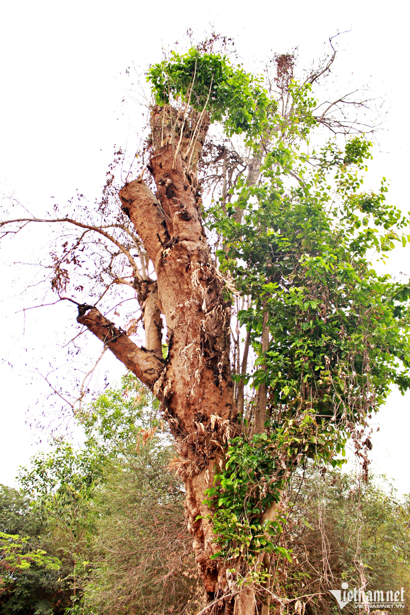 Hiện, thân chính của cây đã bị chết cháy. Hiện, thân chính của cây đã bị chết cháy.