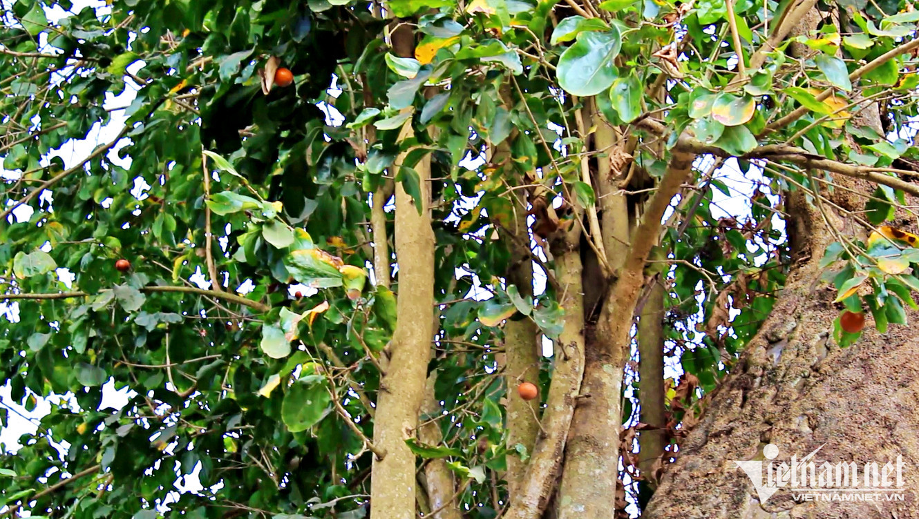Trước khi bị cháy, cây vẫn sum suê cành lá, ra trái vào mỗi mùa khô. Trước khi bị cháy, cây vẫn sum suê cành lá, ra trái vào mỗi mùa khô.