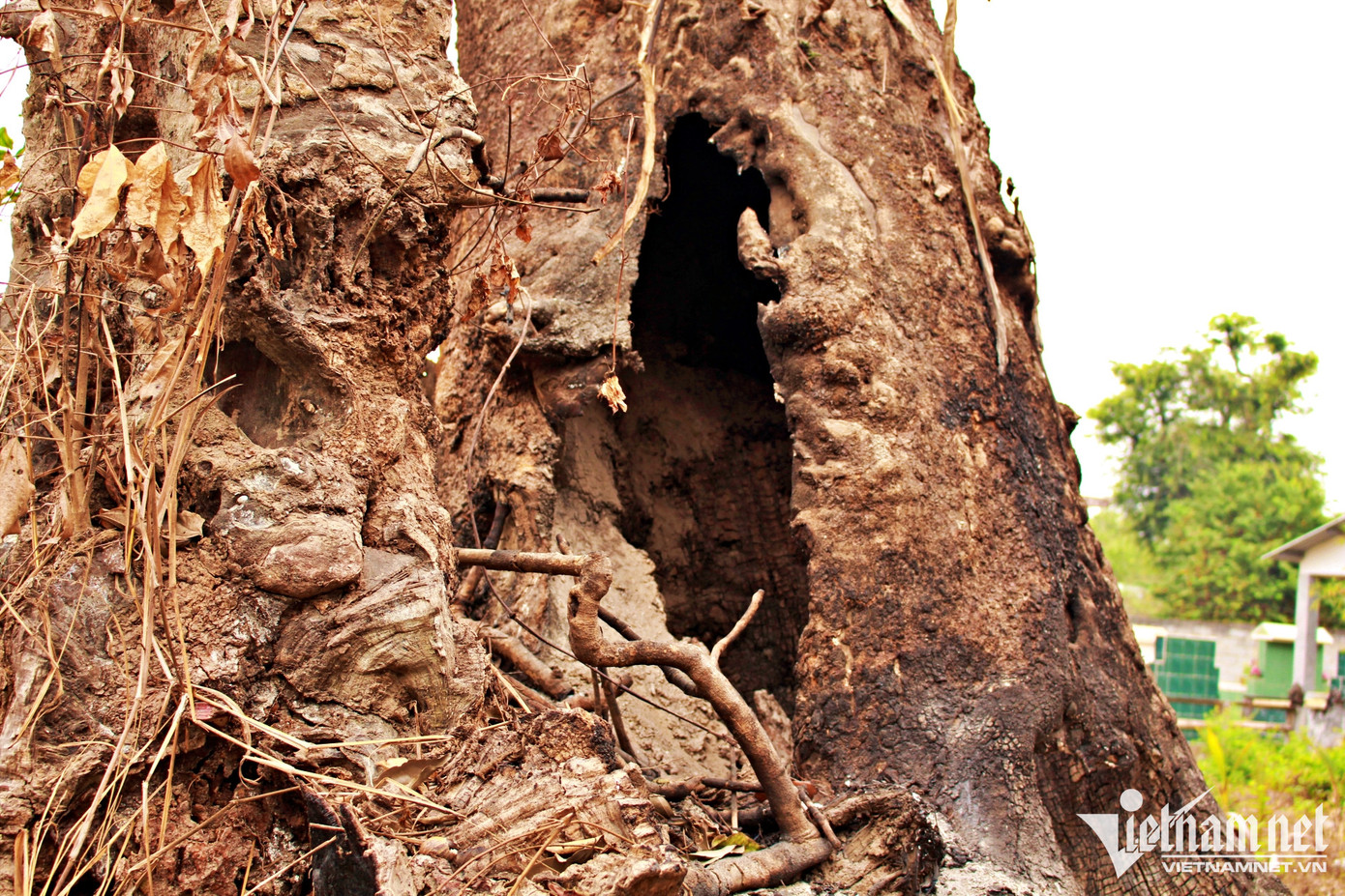 Lửa cháy từ gốc, lan vào bên trong bọng cây khiến cây cháy khô như một cột than khổng lồ. Lửa cháy từ gốc, lan vào bên trong bọng cây khiến cây cháy khô như một cột than khổng lồ.