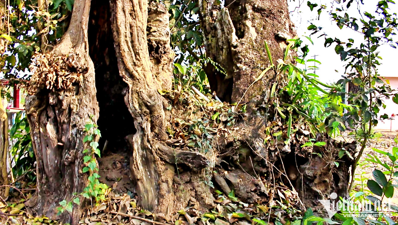 Do già cỗi, cây củ chi mục ruỗng từ gốc đến quá nửa thân cây. Do già cỗi, cây củ chi mục ruỗng từ gốc đến quá nửa thân cây.