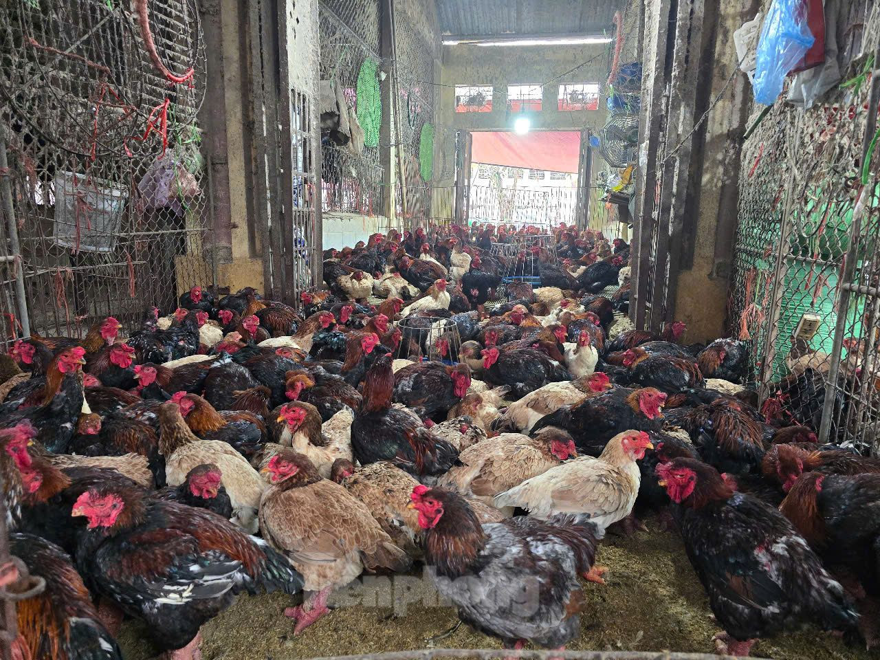 Lãnh đạo UBND xã Lê Lợi cũng cho biết, các tổ công tác của xã và Ban quản lý chợ thường xuyên tuyên truyền, vận động các hộ kinh doanh không kinh doanh, vận chuyển gia cầm có các biểu hiện mắc bệnh cúm A/H5N6, H5N1, H7N9. Đồng thời, thường xuyên lấy mẫu gia cầm để xét nghiệm sự lưu hành của vi rút cúm, nhằm chủ động phòng, chống dịch cúm gia cầm.