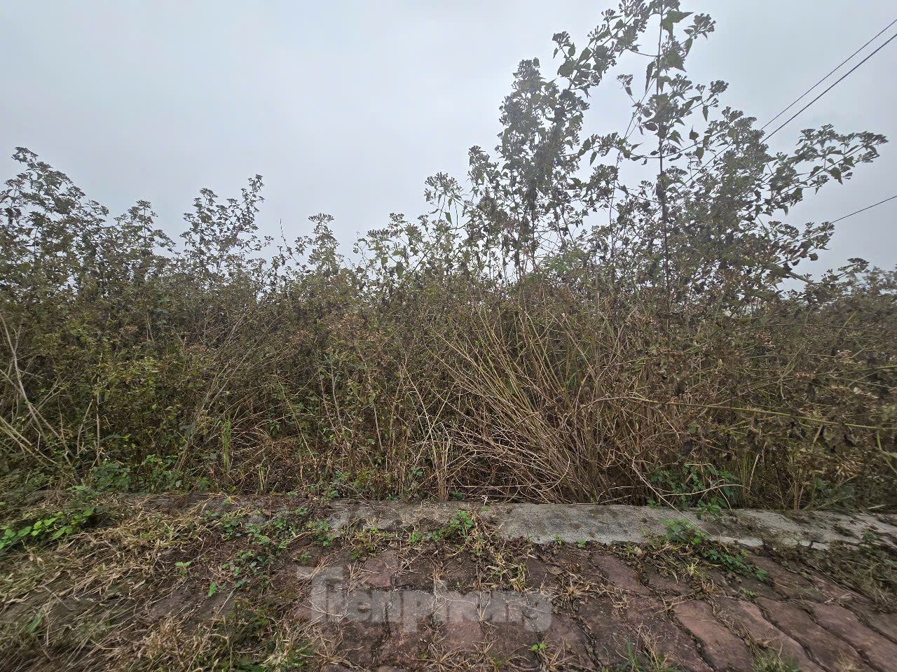 Đến nay, hạ tầng khu đất dịch vụ Đà Sen đã hoàn thành từ lâu, nhưng người dân vẫn chưa được giao đất dịch vụ. Thậm chí, khu đất dịch vụ Đà Sen hiện để hoang, nhiều hạng mục có dấu hiệu xuống cấp.