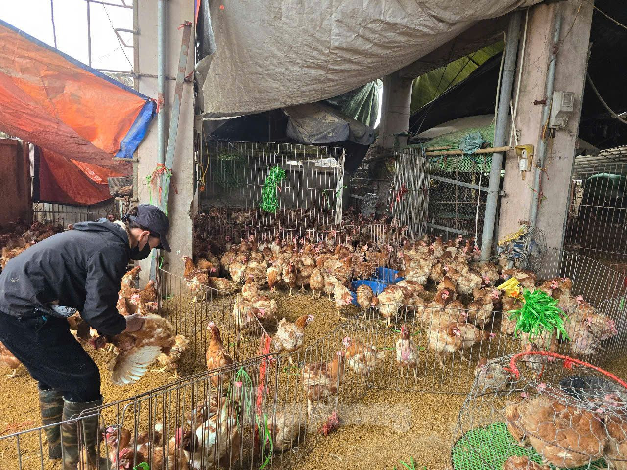 Gia cầm nhập về chợ Hà Vĩ chủ yếu từ Hà Nội và các tỉnh miền Bắc, miền Trung. Thậm chí, có thời điểm gia cầm từ các tỉnh miền Nam cũng được nhập về chợ.