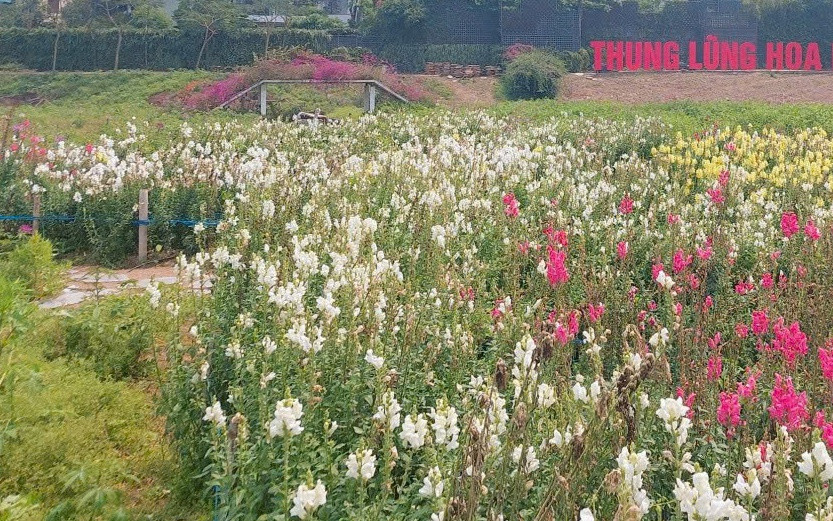 Quận Tây Hồ sẽ thực hiện dự án đầu tư xây dựng vườn hoa, cây xanh rộng hơn 3.400 m2. Quận Tây Hồ sẽ thực hiện dự án đầu tư xây dựng vườn hoa, cây xanh rộng hơn 3.400 m2.