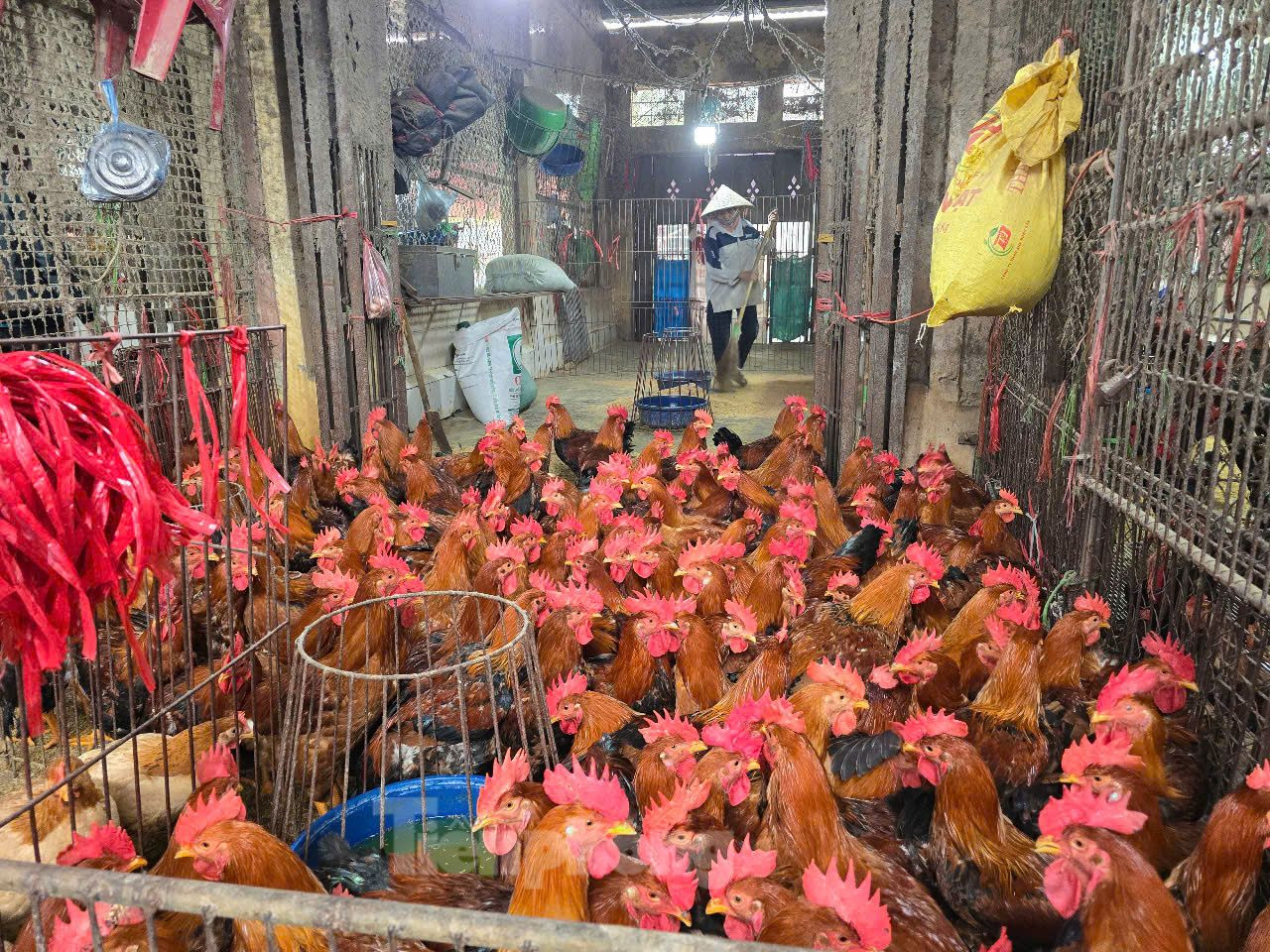 Hiện nay, bệnh cúm A/H5N1 (cúm gia cầm) có diễn biến phức tạp. Mới đây, Bộ Y tế Campuchia đã thông báo 1 ca tử vong do nhiễm cúm gia cầm H5N1.