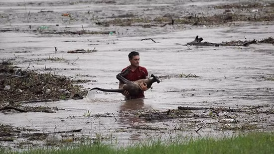 Lúc nguy cấp mới biết lòng chủ tốt. Lúc nguy cấp mới biết lòng chủ tốt