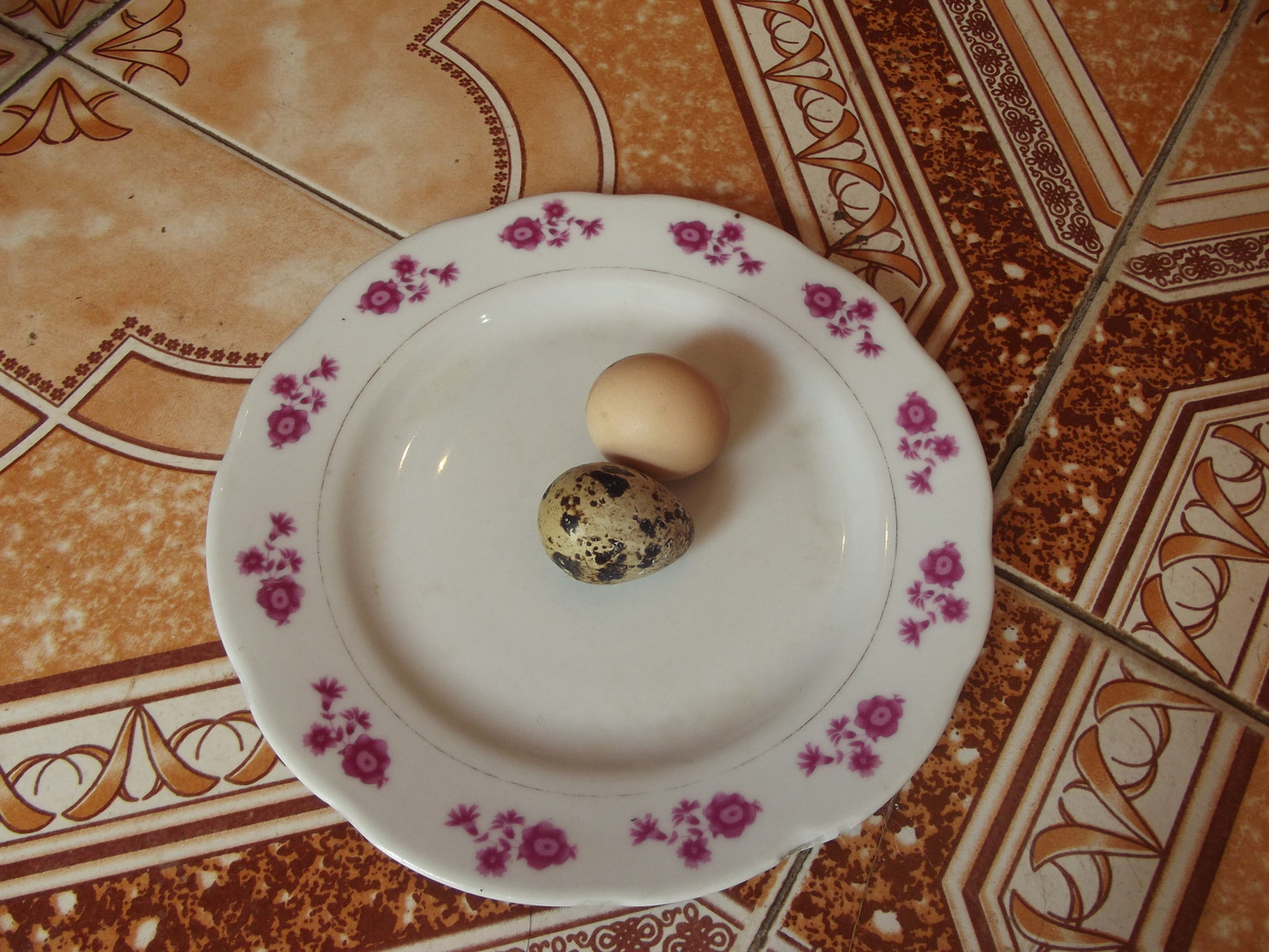 Chỉ bằng quả trứng chim cút