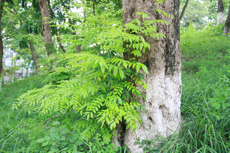 Những gốc cây sưa cổ thụ như thế này ở Hà Nội đang được bảo vệ gắt gao trước ánh mắt nhòm ngó của sưa tặc