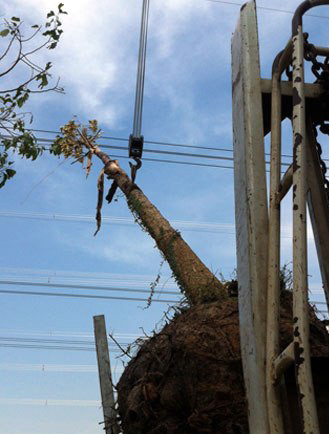 Cây dầu dài hơn 10 m đụng vào đường dây 500 KV được cho là nguyên nhân gây mất điện toàn khu vực miền Nam. Ảnh: VNE. Câu dầu dài hơn 10 m đụng vào đường dây 500 KV được cho là nguyên nhân gây mất điện toàn khu vực miền Nam. Ảnh: VNE