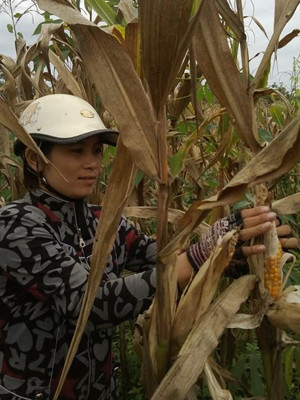 Nhiều cây ngô lên tốt nhưng không hạt. Nhiều cây ngô lên tốt nhưng không hạt