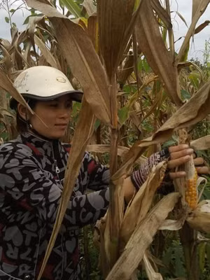 Nhiều cây ngô lên tốt nhưng không hạt. Nhiều cây ngô lên tốt nhưng không hạt