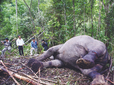 Từ năm 2009 đến nay có ít nhất 8 con voi rừng chết Ảnh: Kim Anh