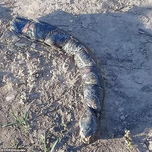 Kinh ngạc 'cá lạ' có hàm răng giống người ở Argentina ảnh 1