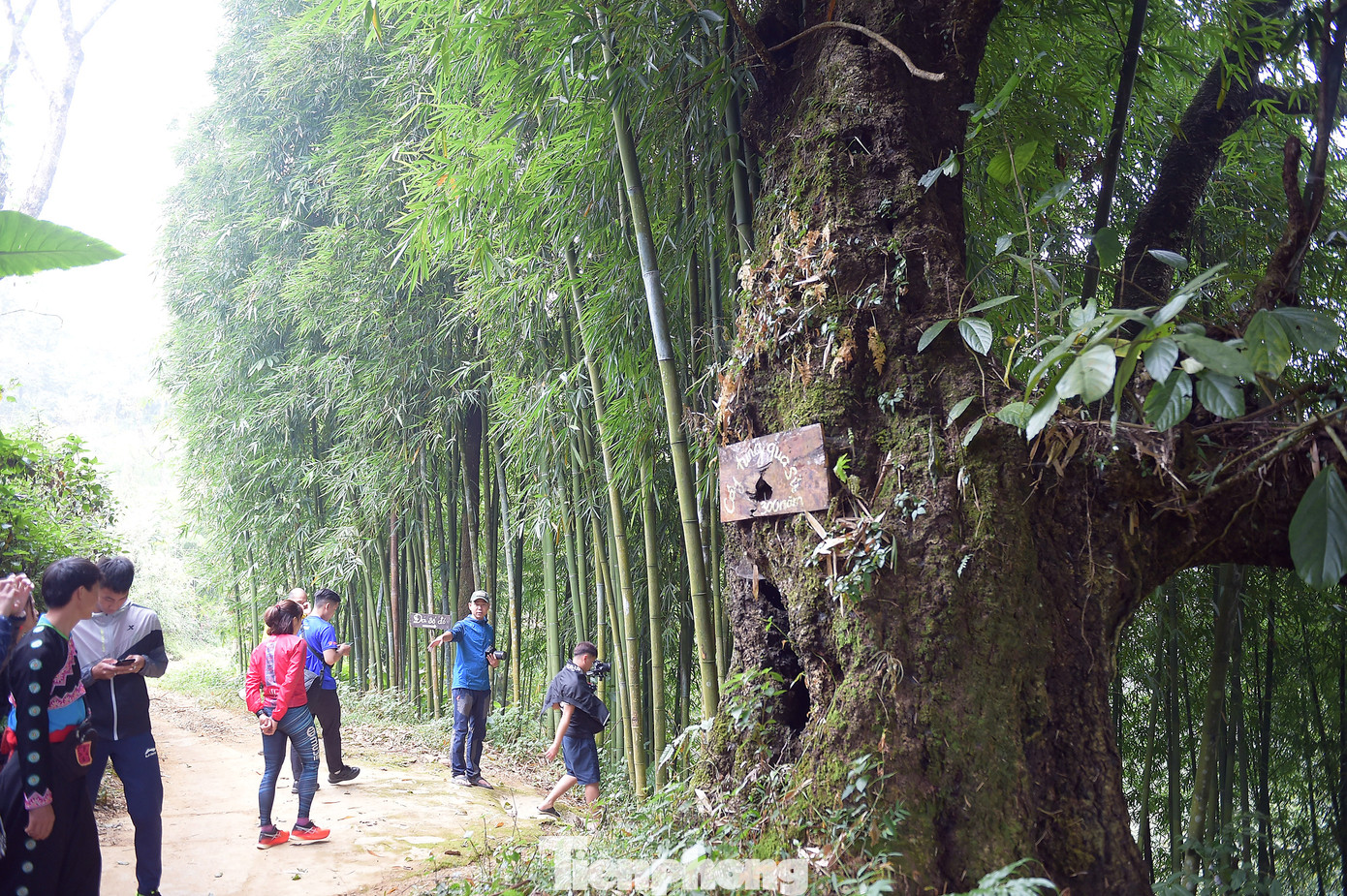 Cổ thụ Tung qua sủ bên lối xuống Đá Sổ đỏ. Ảnh: Xuân Tùng