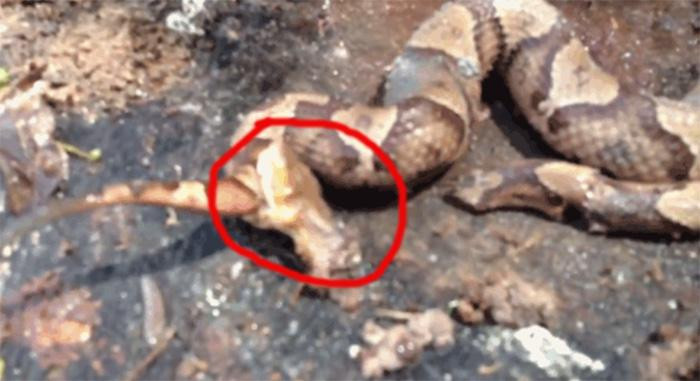 Con rắn đã há miệng ngoạm chặt lấy cơ thể, cố gắng cựa quậy cho đến khi chết hẳn.