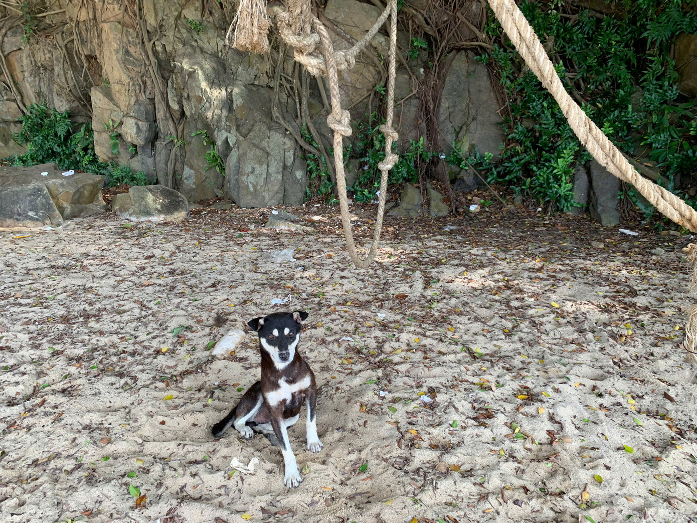 Chú chó tận hưởng không khí trong lành của Ghềnh Bàng dưới tán cây mát rượi và rất “hiếu khách”. Ảnh: Văn Thuận Chú chó tận hưởng không khí trong lành của Ghềnh Bàng dưới tán cây mát rượi và rất “hiếu khách”. Ảnh: Văn Thuận
