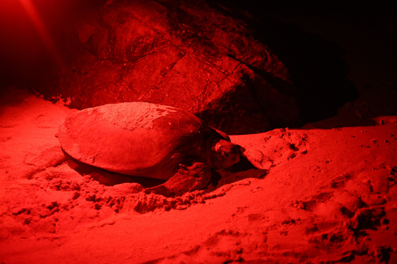Ánh sáng đỏ giúp con người quan sát tốt hơn, tránh ảnh hưởng tới rùa biển. Ảnh: Nhu Phan