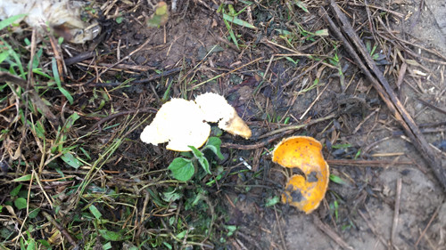 Cận cảnh cửu vạn nườm nượp vác hàng lậu qua biên giới Quảng Ninh ảnh 9