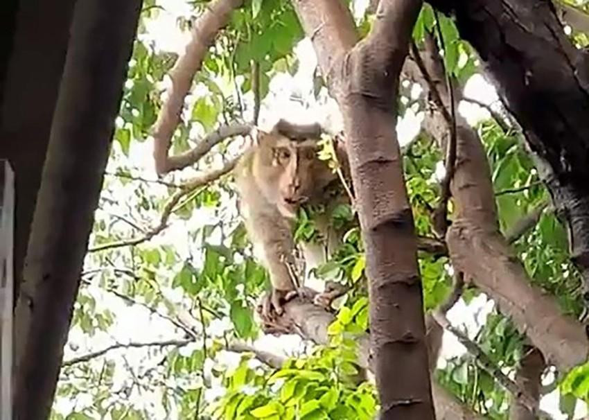 Người dân sau đó đã thông báo cho Chi Cục Kiểm lâm TP.HCM để có biện pháp xử lý. Ảnh: TT Người dân sau đó đã thông báo cho Chi Cục Kiểm lâm TP.HCM để có biện pháp xử lý. Ảnh: TT