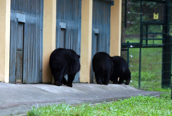 Vì đây là gấu không quen sống trong môi trường tự nhiên nên trong khuôn viên vẫn phải xây nhà để gấu vào ngủ theo thói quen