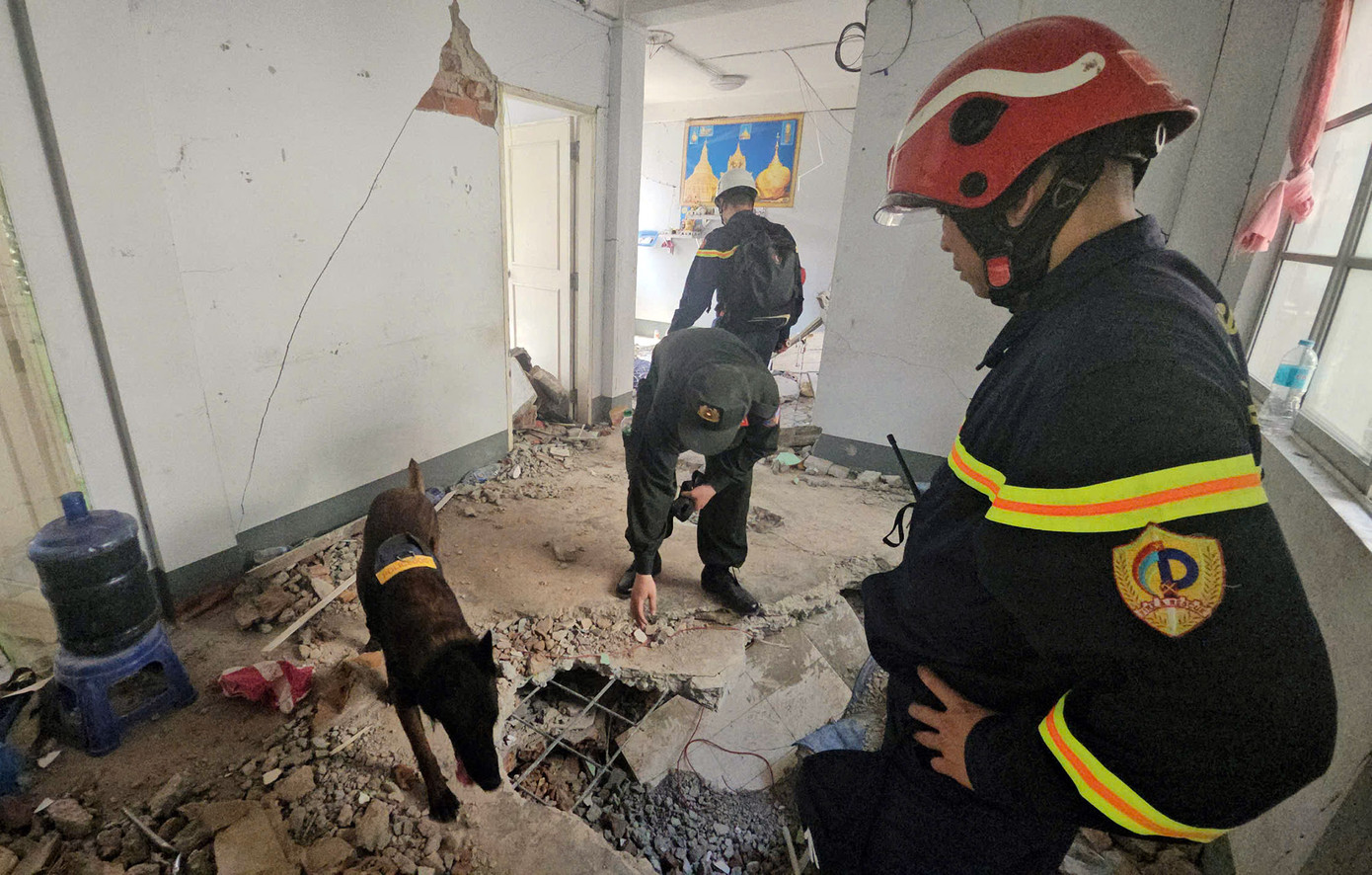 Hình ảnh chú cảnh khuyển giúp đoàn cứu nạn, cứu hộ Bộ Công an tìm kiếm tại hiện trường. Ảnh: Lê Hoàng.