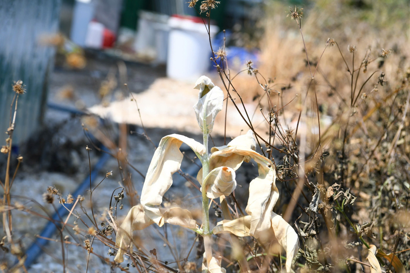 Cây cối bắt đầu chết khô xung quanh nơi để hóa chất. Cây cối bắt đầu chết khô xung quanh nơi để hóa chất.