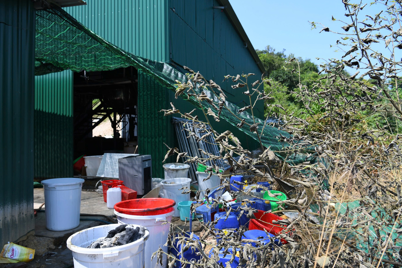 Cây cối bắt đầu chết khô xung quanh nơi để hóa chất. Cây cối bắt đầu chết khô xung quanh nơi để hóa chất.