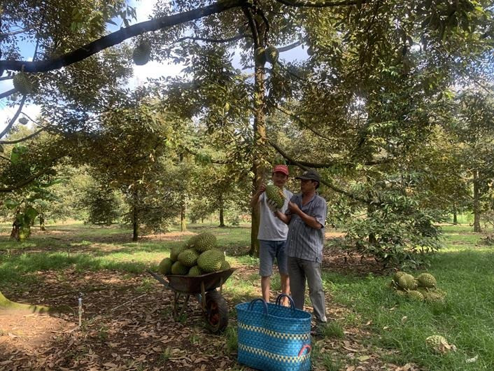 Thương lái mua sầu riêng của nông dân xã Bình Sơn, huyện Long Thành, tỉnh Đồng Nai.