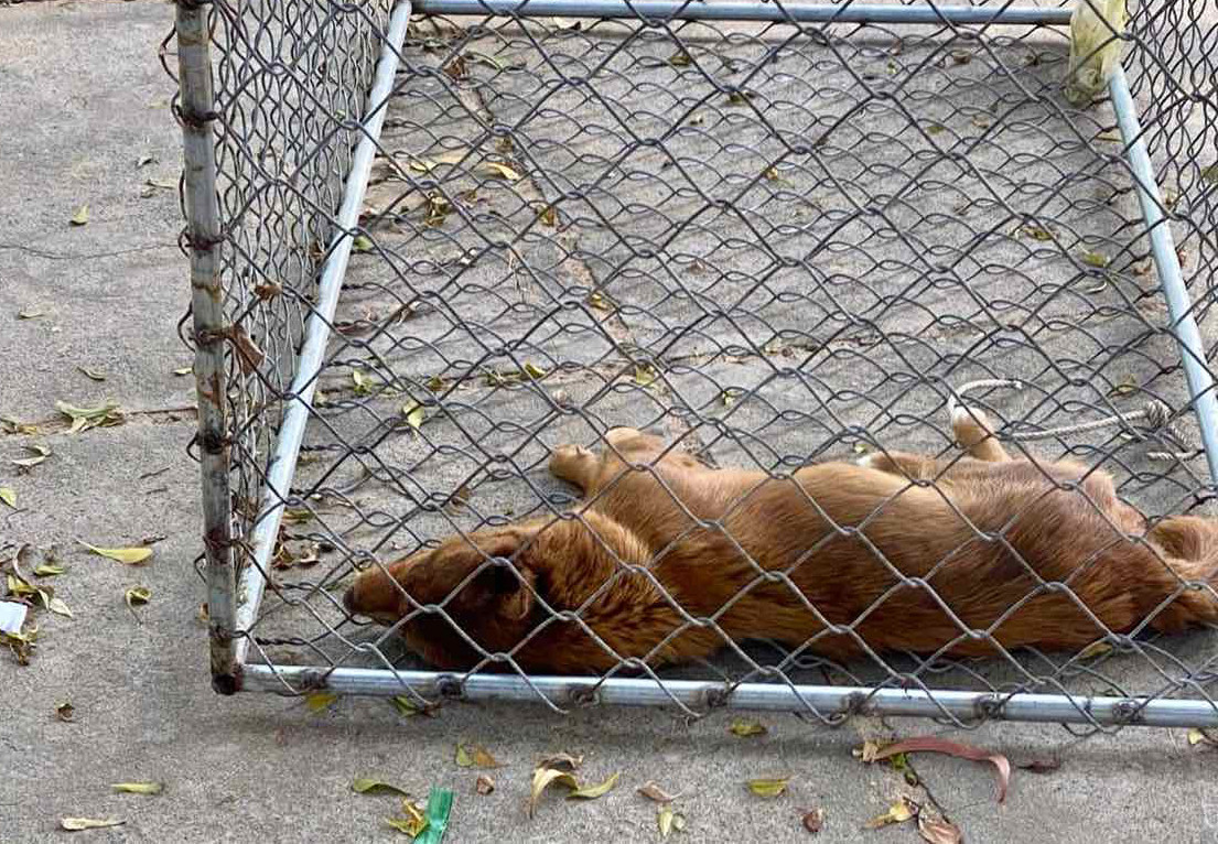 Con chó thả rông cắn 3 người ở Mũi Né bị người dân bắt giữ, theo dõi đến chiều cùng ngày thì chết.