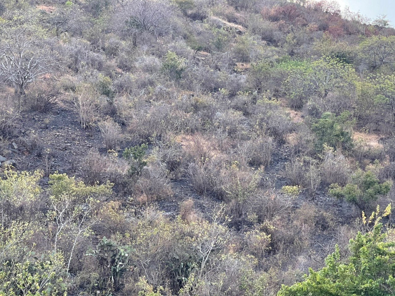 Hình ảnh ghi nhận sáng nay tại hiện trường cho thấy, các cây bằng lăng vẫn còn. Hình ảnh ghi nhận sáng nay tại hiện trường cho thấy, các cây bằng lăng vẫn còn.