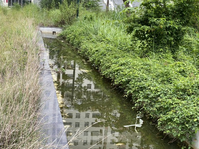 Tiểu cảnh trong Khu tái định cư Bình Khánh bỏ không lâu ngày, trở thành nơi nuôi lăng quăng.