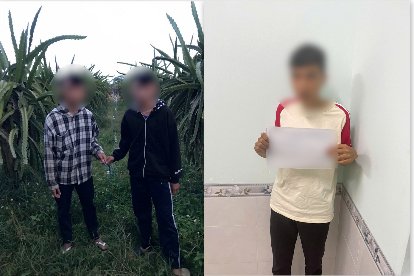 3 học sinh lớp 9 cắt trộm dây điện thắp sáng trong rẫy thanh long của người dân.